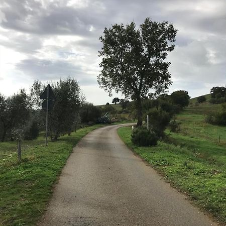 Podere Pini Magliano in Toscana Zewnętrze zdjęcie